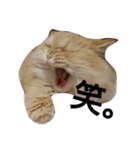 猫の小判スタンプ（個別スタンプ：26）