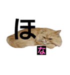 猫の小判スタンプ（個別スタンプ：28）