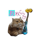 猫の小判スタンプ（個別スタンプ：29）