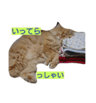 猫の小判スタンプ（個別スタンプ：30）