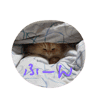 猫の小判スタンプ（個別スタンプ：31）