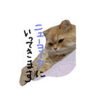 猫の小判スタンプ（個別スタンプ：34）
