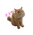猫の小判スタンプ（個別スタンプ：35）