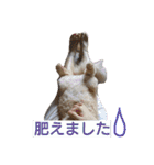 猫の小判スタンプ（個別スタンプ：36）
