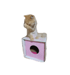 猫の小判スタンプ（個別スタンプ：37）