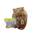 猫の小判スタンプ（個別スタンプ：40）
