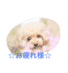 ぐりぐらぷーどる2（個別スタンプ：12）