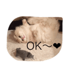 milk cat chu 1（個別スタンプ：7）