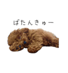 トイプードルのレイくんと時々おともだち（個別スタンプ：6）