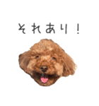 トイプードルのレイくんと時々おともだち（個別スタンプ：9）