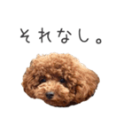 トイプードルのレイくんと時々おともだち（個別スタンプ：10）
