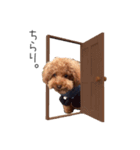 トイプードルのレイくんと時々おともだち（個別スタンプ：11）