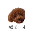 トイプードルのレイくんと時々おともだち（個別スタンプ：13）