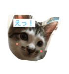 goroと仲良し兄弟（個別スタンプ：1）