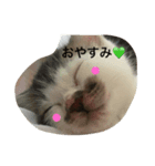 goroと仲良し兄弟（個別スタンプ：5）