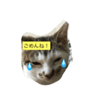 goroと仲良し兄弟（個別スタンプ：6）