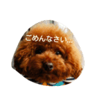 トイプードルのまめたろう2（個別スタンプ：3）