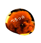トイプードルのまめたろう2（個別スタンプ：15）