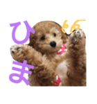 ぷりんむぎいもどん（個別スタンプ：5）