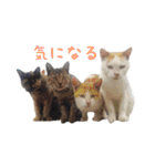 こつおスタンプ3（個別スタンプ：10）
