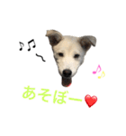 愛犬 メリー（個別スタンプ：2）