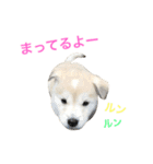 愛犬 メリー（個別スタンプ：12）