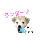 愛犬 メリー（個別スタンプ：15）