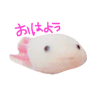 ウーパールーパー パティ♡（個別スタンプ：1）