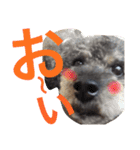虎太郎のいちにち（個別スタンプ：16）