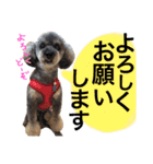 虎太郎のいちにち（個別スタンプ：22）