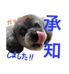 虎太郎のいちにち（個別スタンプ：23）