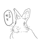 失礼なバニーボーイ（個別スタンプ：40）