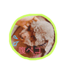すきすきチョッパー（個別スタンプ：7）