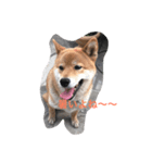柴犬 大ちゃん（個別スタンプ：1）