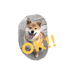 柴犬 大ちゃん（個別スタンプ：2）