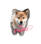 柴犬 大ちゃん（個別スタンプ：3）