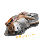 柴犬 大ちゃん（個別スタンプ：4）
