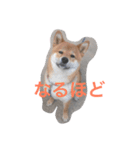 柴犬 大ちゃん（個別スタンプ：5）