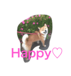 柴犬 大ちゃん（個別スタンプ：6）