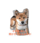 柴犬 大ちゃん（個別スタンプ：7）
