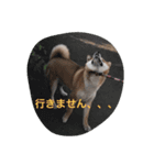 柴犬 大ちゃん（個別スタンプ：8）
