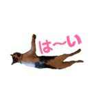 ベイ二朗とキララ2（個別スタンプ：14）