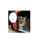 猫でおしゃべりスタンプ01（個別スタンプ：1）