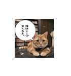 猫でおしゃべりスタンプ01（個別スタンプ：3）