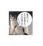 猫でおしゃべりスタンプ01（個別スタンプ：4）