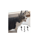 猫でおしゃべりスタンプ01（個別スタンプ：5）