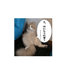 猫でおしゃべりスタンプ01（個別スタンプ：6）