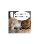 猫でおしゃべりスタンプ01（個別スタンプ：7）