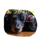 我が家のひめちゃん（個別スタンプ：2）