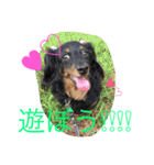 我が家のひめちゃん（個別スタンプ：4）